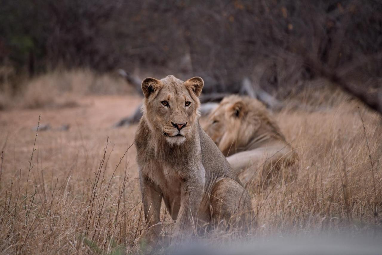 Tshukudu Game Lodge Hoedspruit Exteriör bild